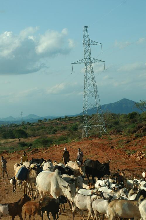 Tharaka people grazing Tharaka people grazing